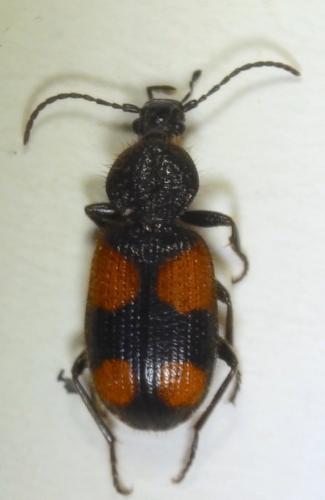 Réf. 232 786 : Panagaeus bipustulatus